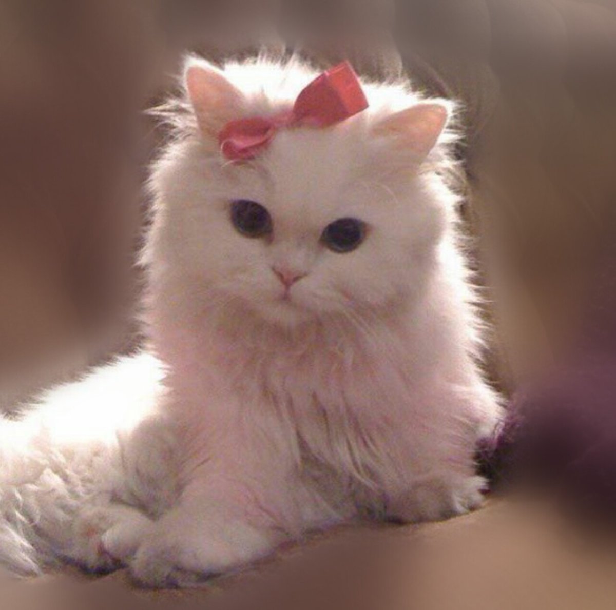 Белый котенок с бантиком