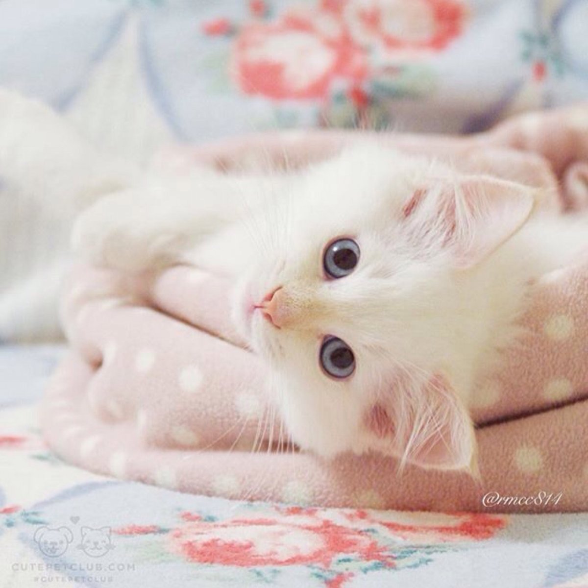 Нежные котята