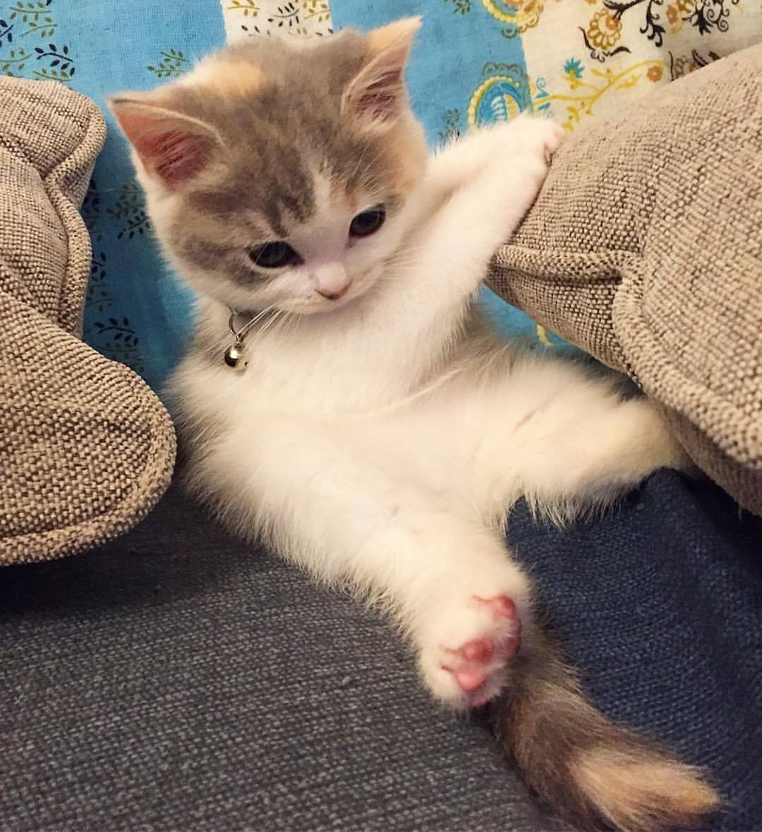 Милые котики