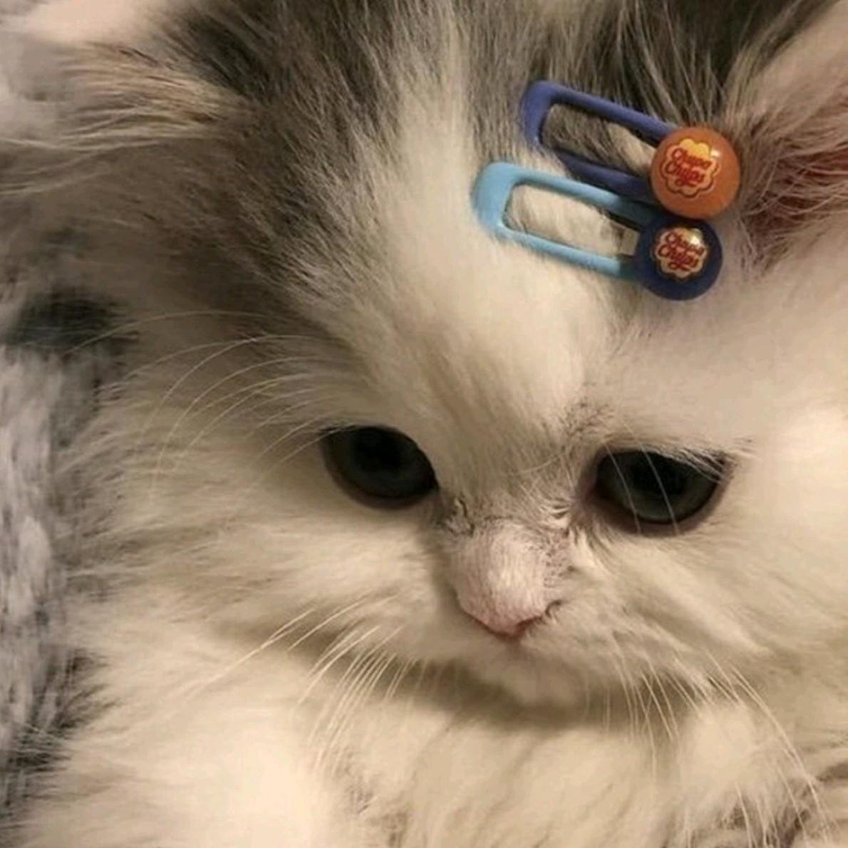 Котенок с заколкой на голове