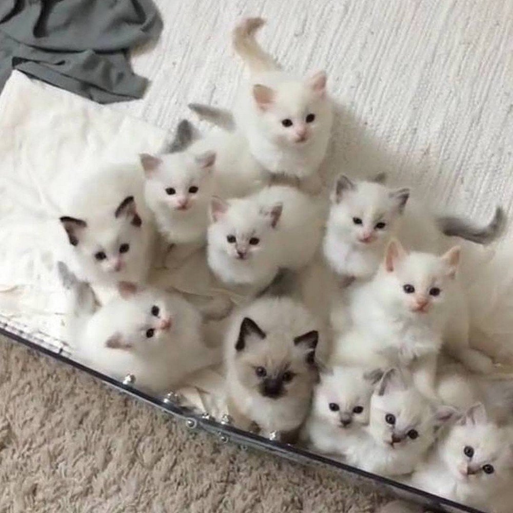 Много милых котят