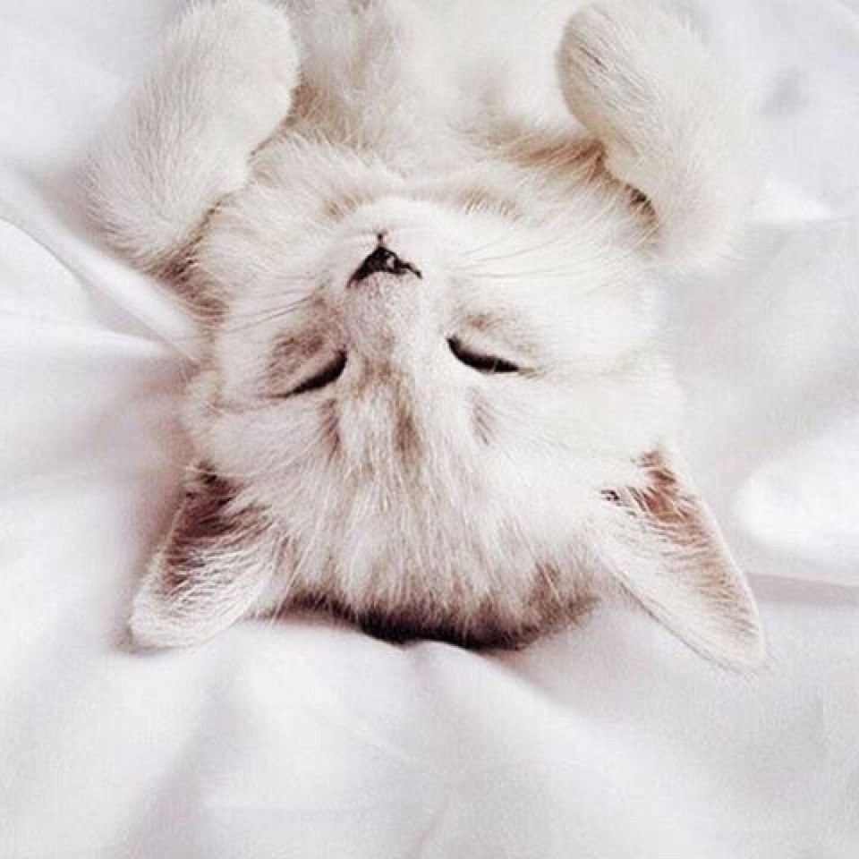 Котята Эстетика