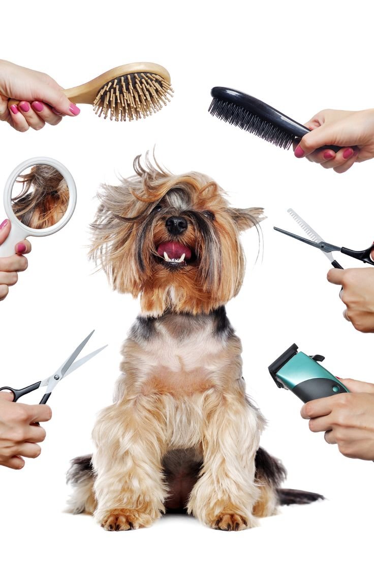 Добрый грумер