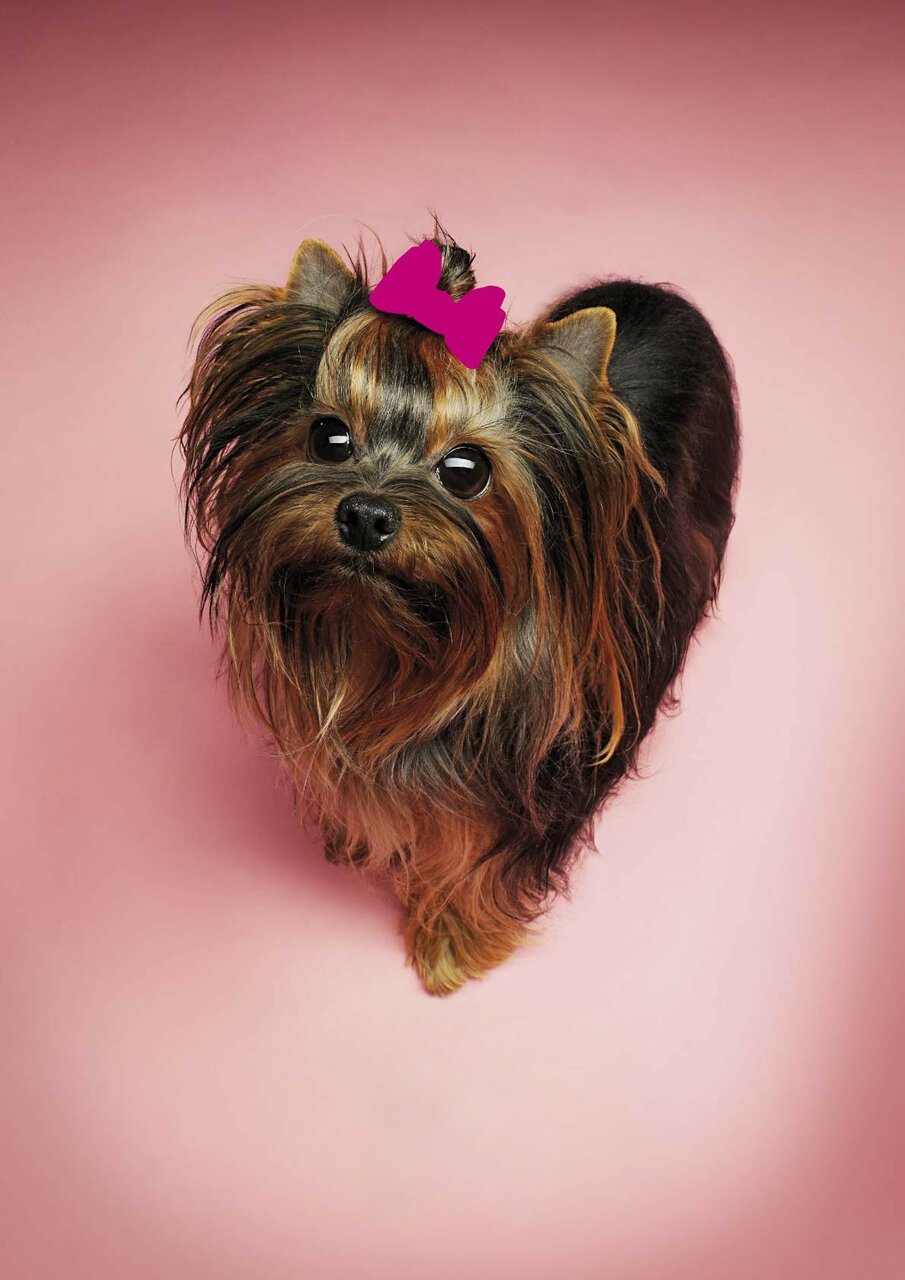 Грумминг для собак