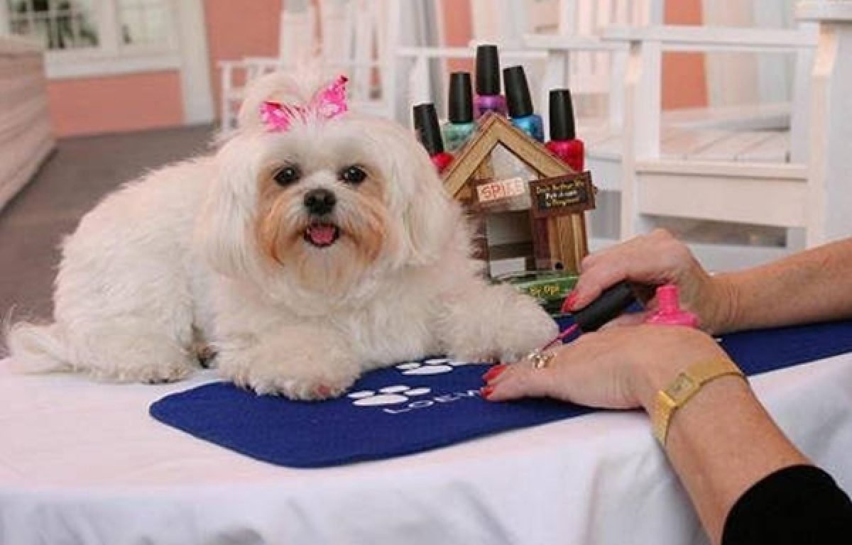 Груминг собак