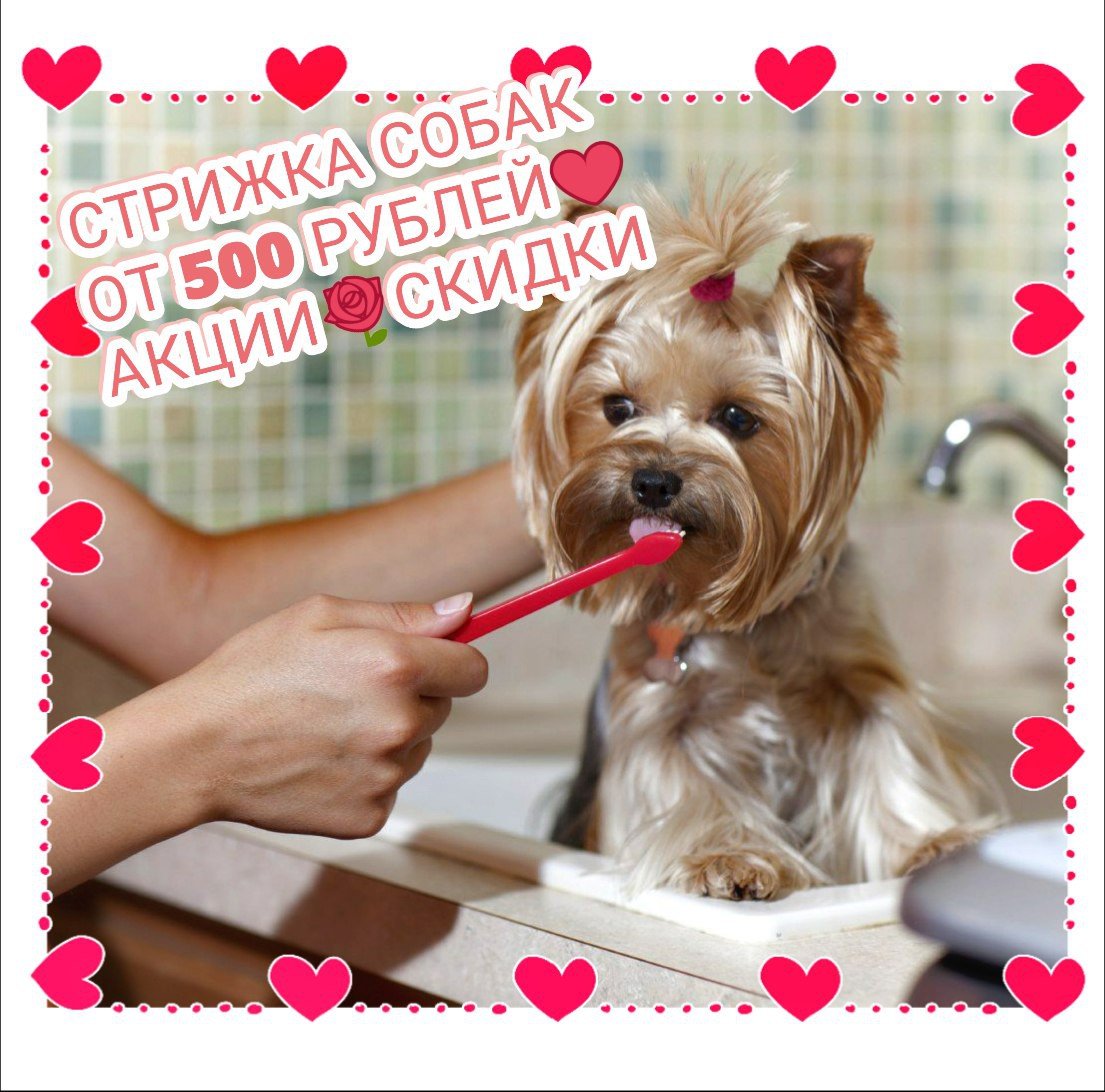 Грумер для собак