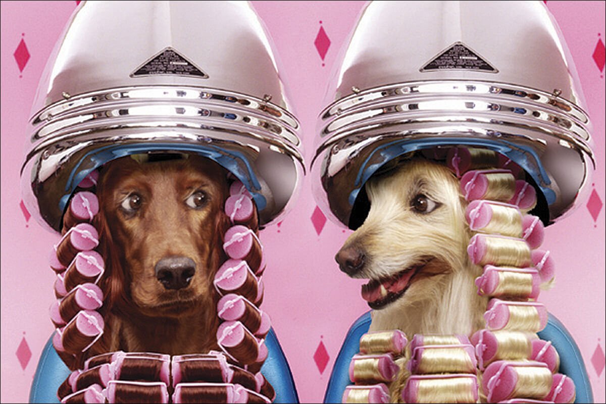 Собака и кошка в салоне красоты