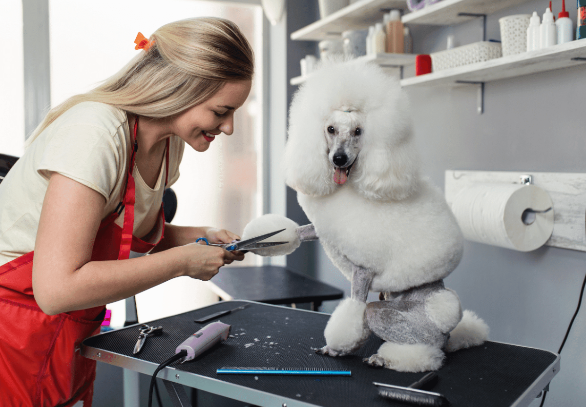 Парикмахерская для собак