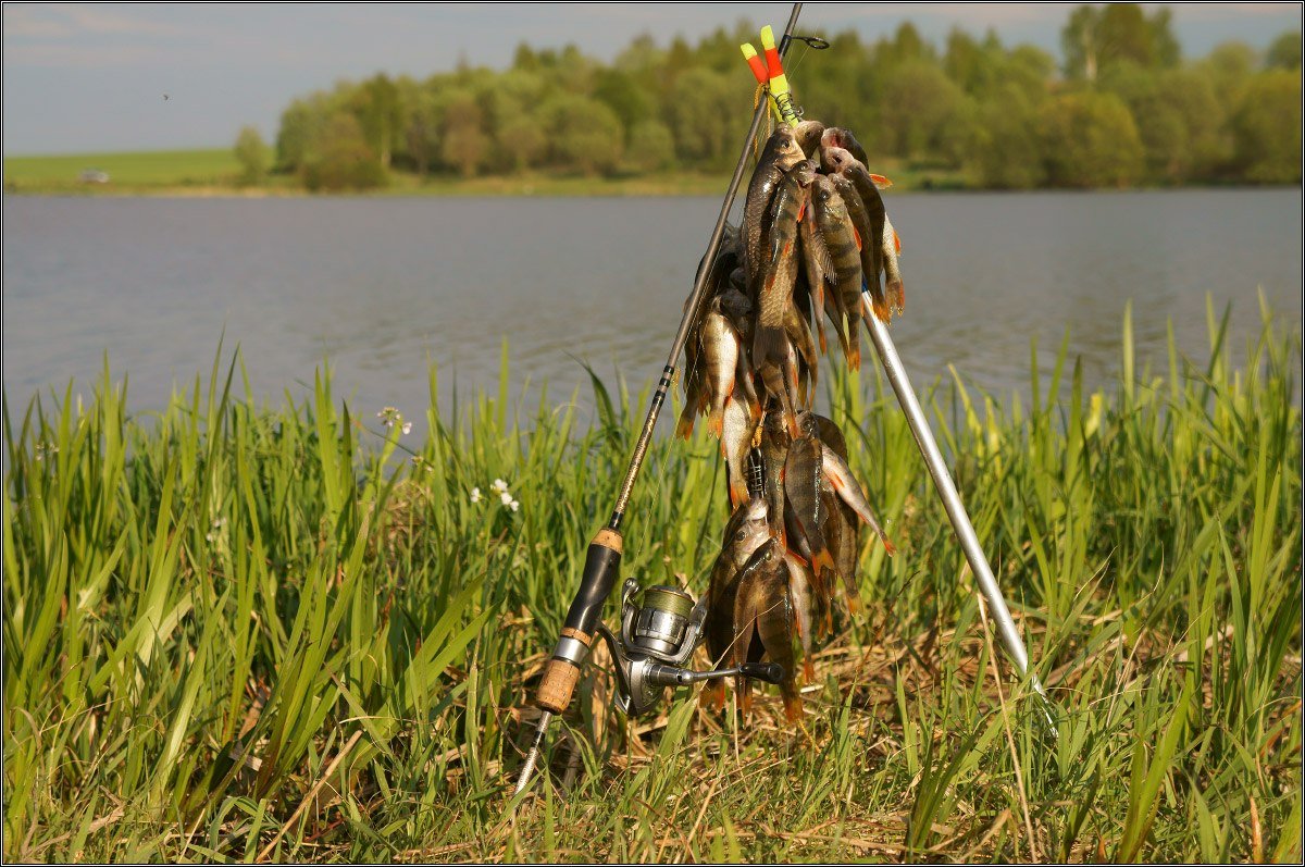 Пожелания удачной рыбалки