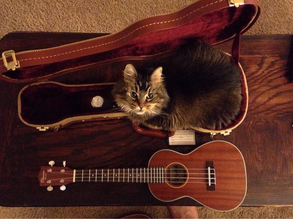 Смешной поющий человек