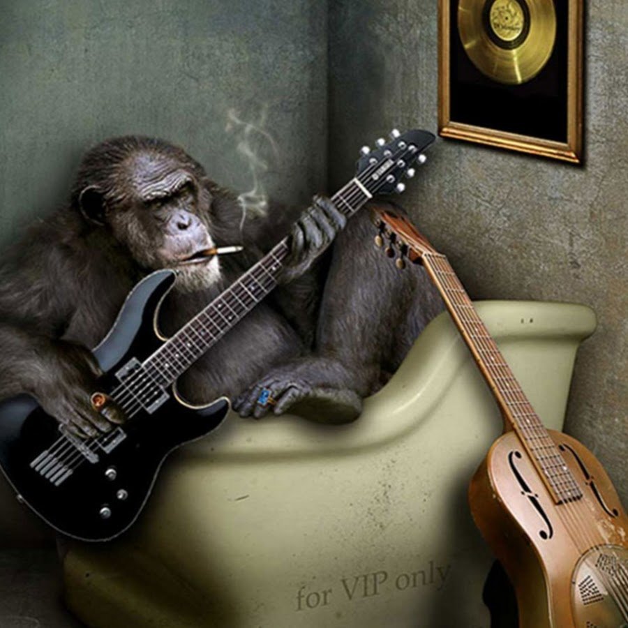 Котик с гитарой