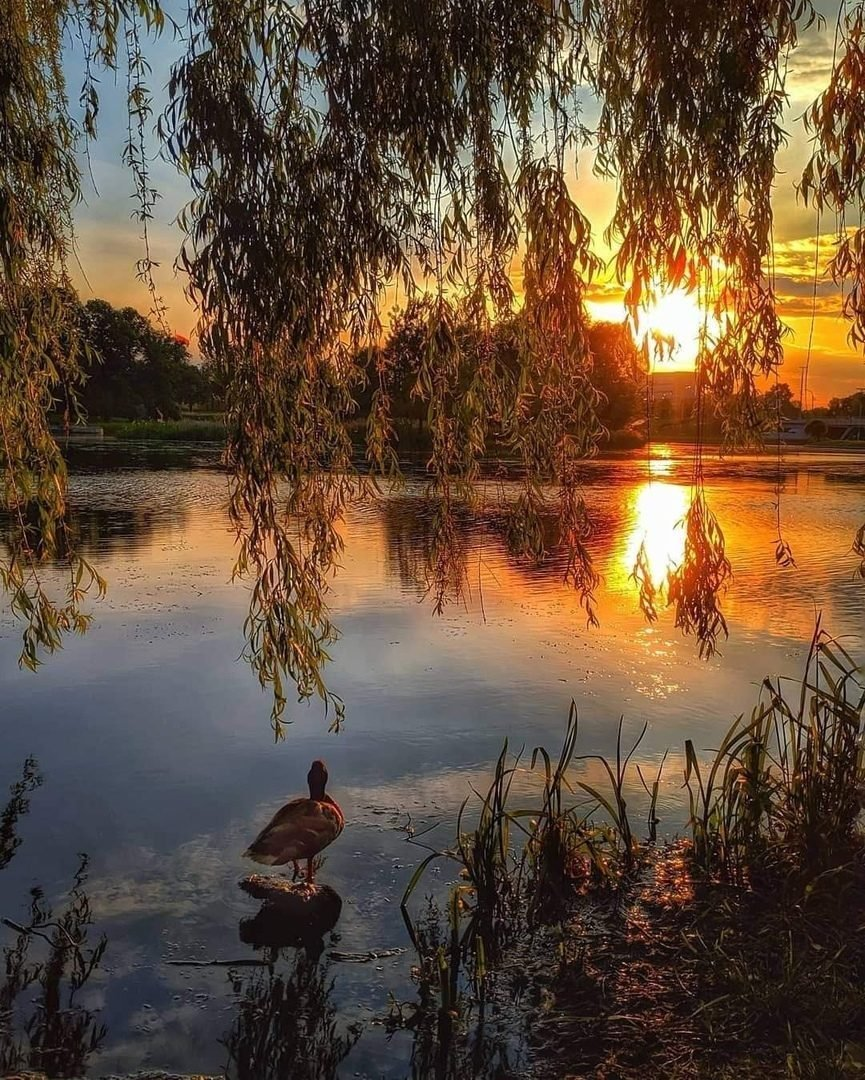 Выткался на озере Сергей Есенин