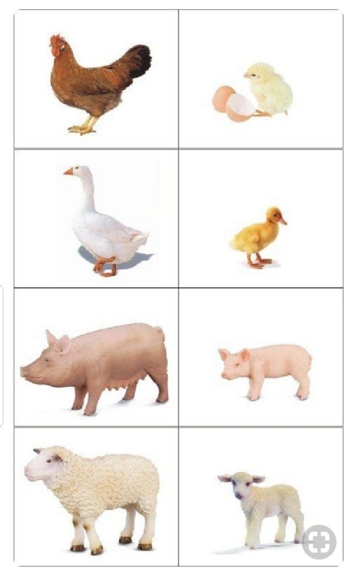 Домашние животные для детей