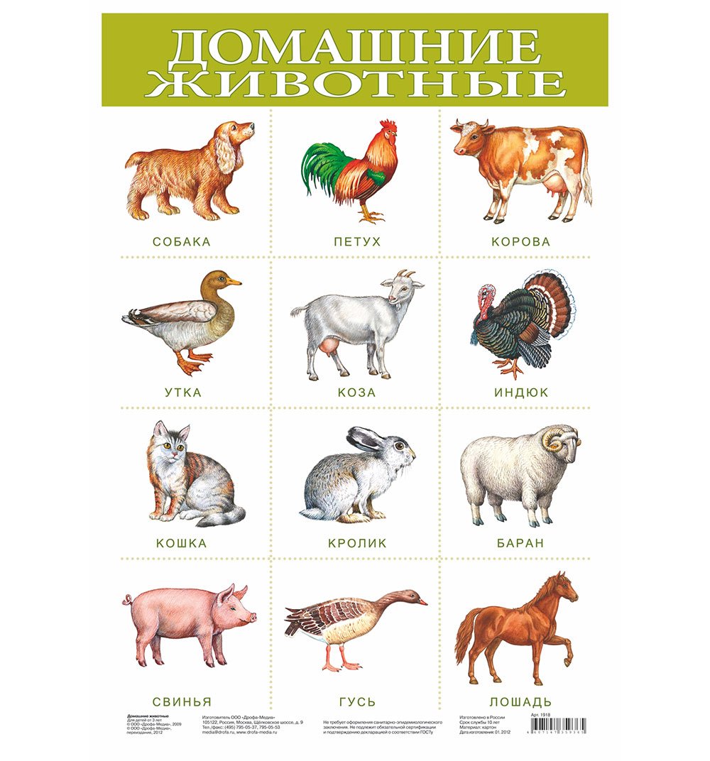 Домашние животные