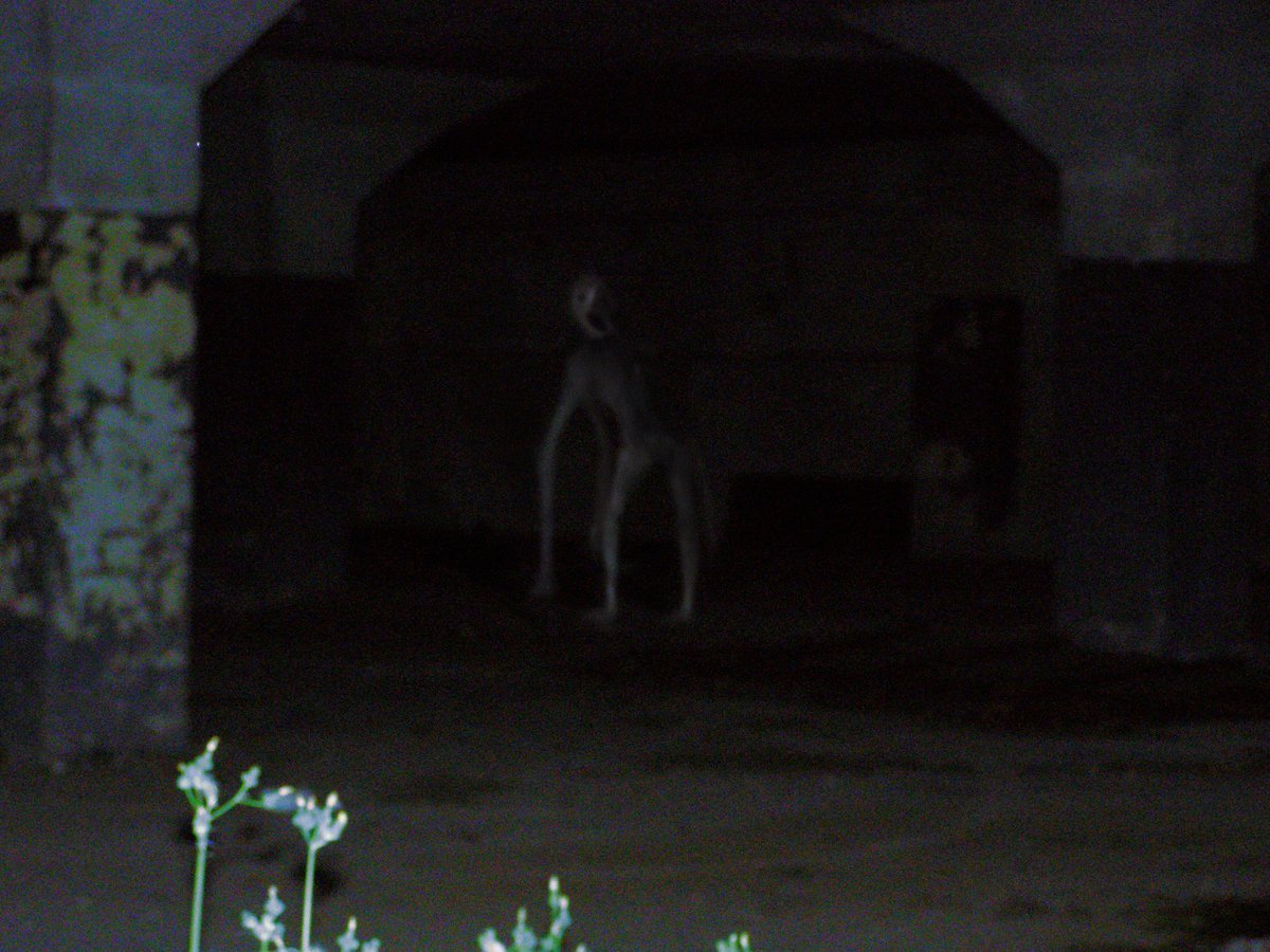 Мясная лошадь Тревор Хендерсон