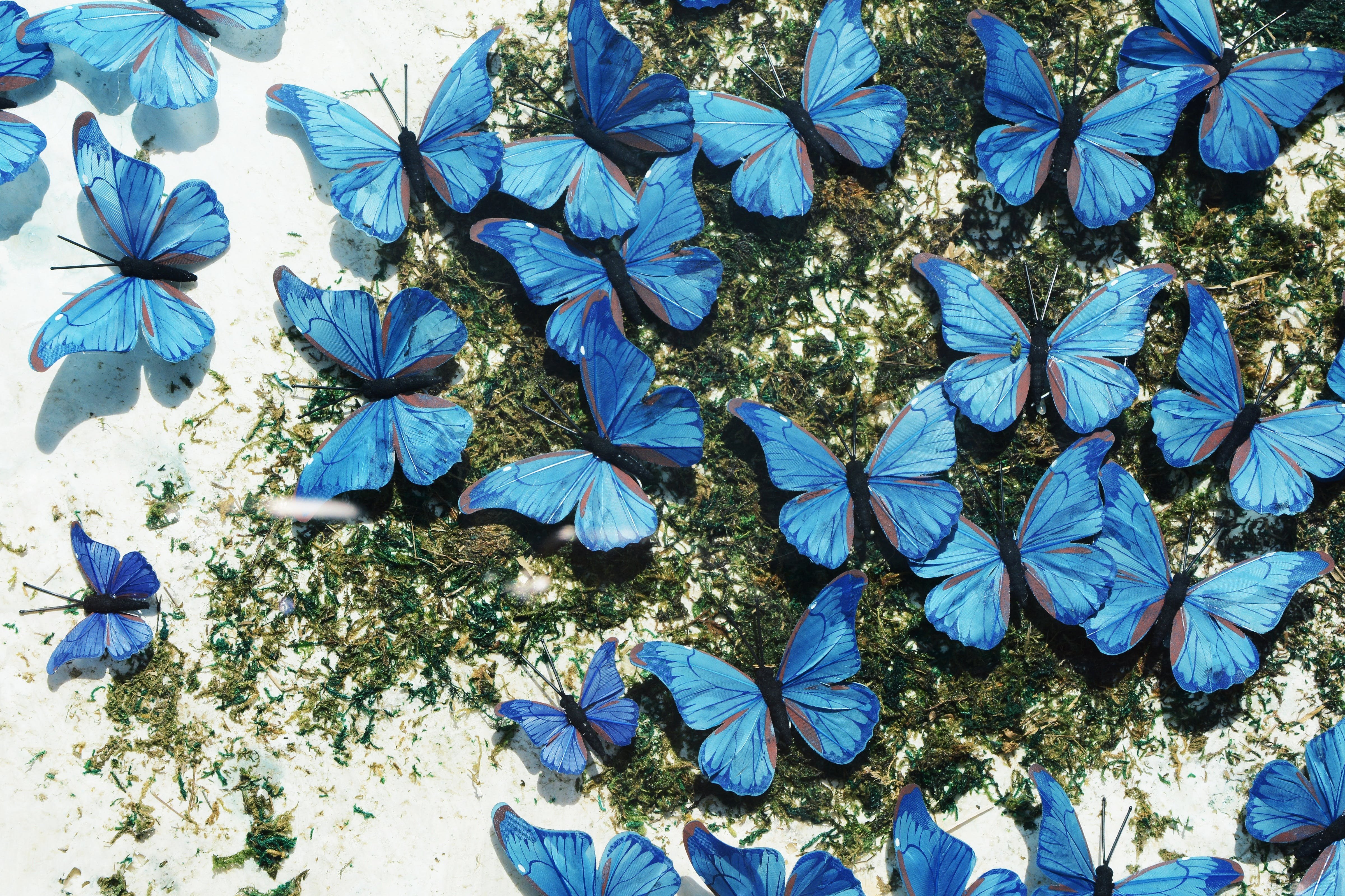Бело голубые бабочки. Бабочка голубянка Фривальдского. Синяя бабочка. Бирюзовые бабочки. Бабочки голубого цвета.