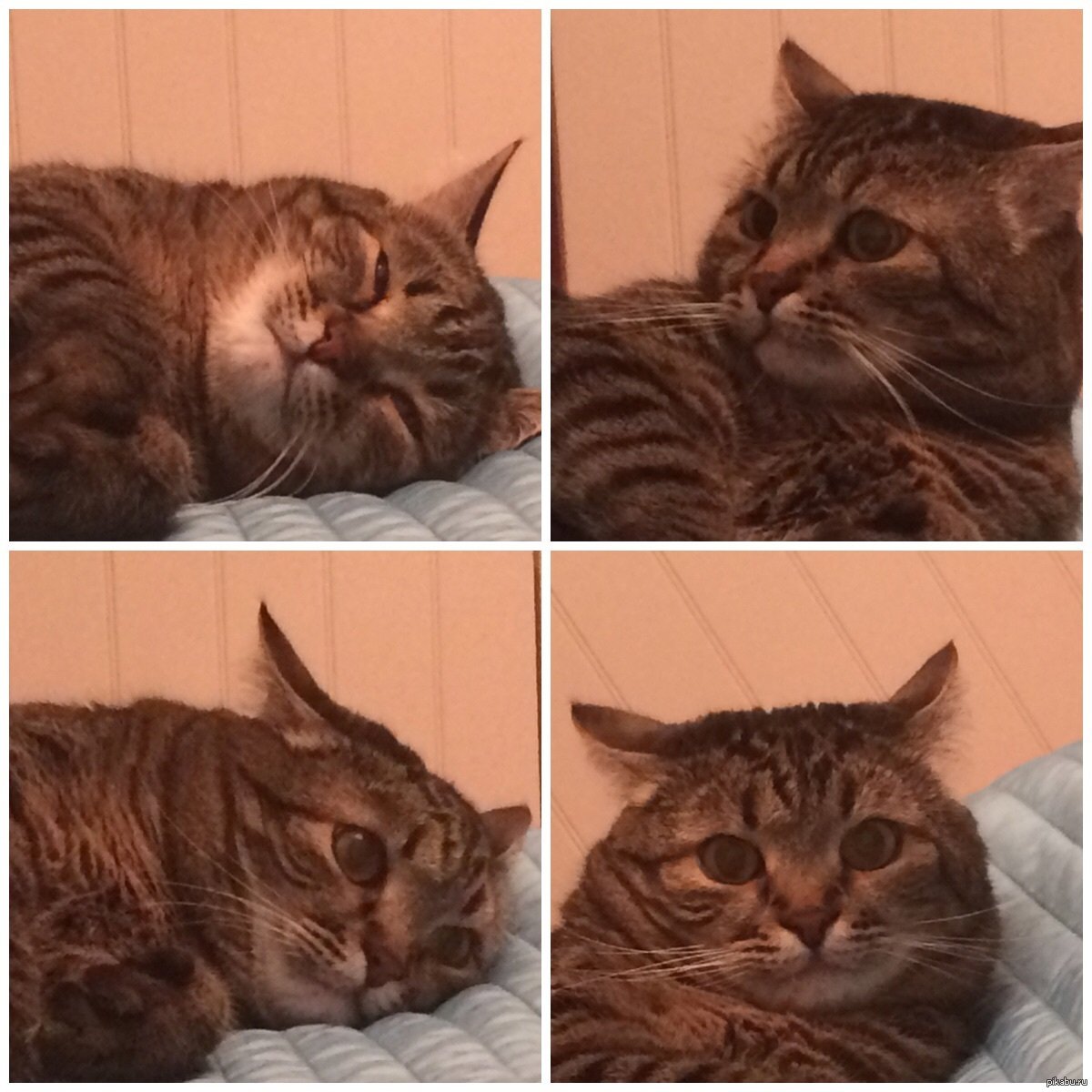 Открытки с понедельником прикольные