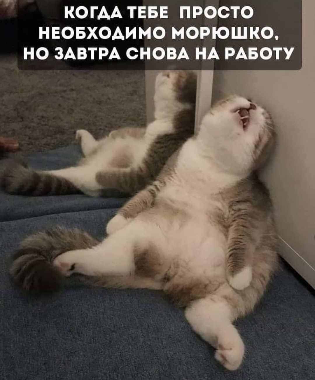 Понедельник юмор