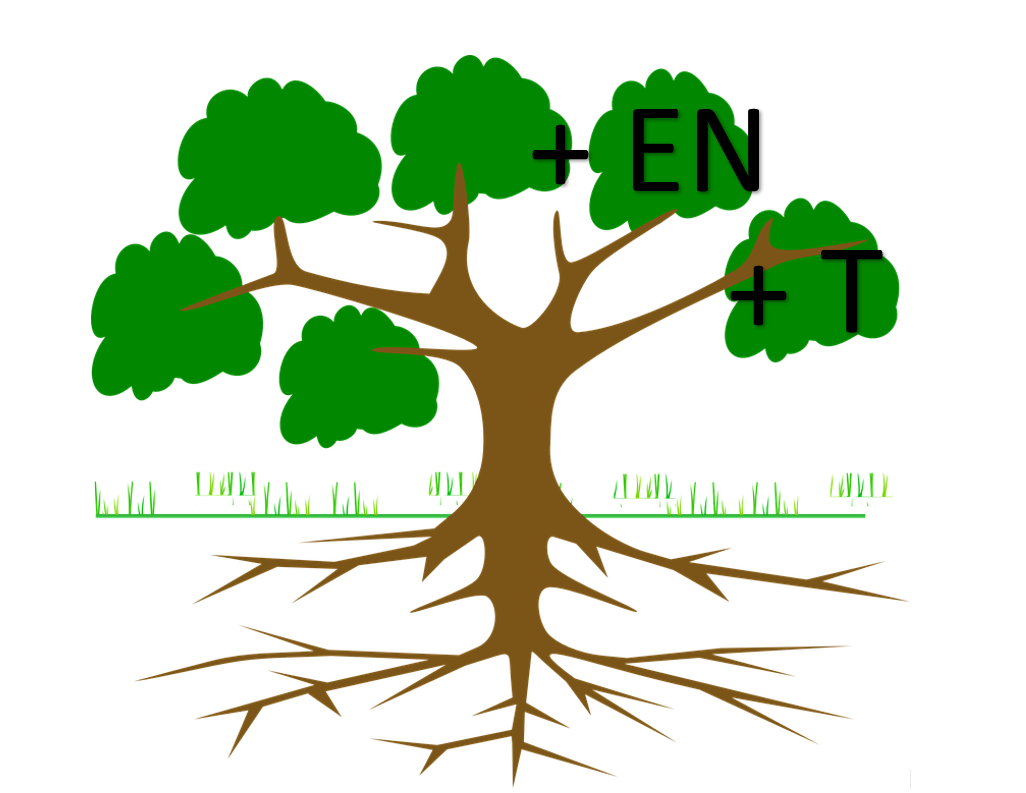 Строение дерева на английском
