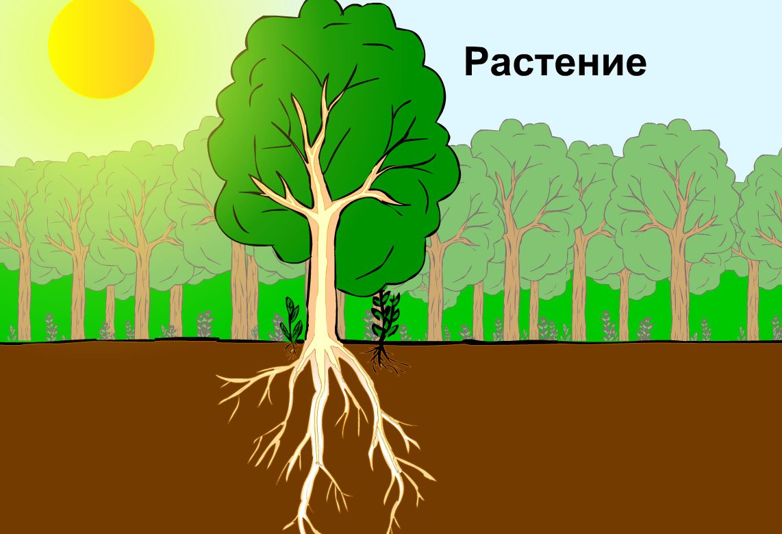 Корень дерева для детей