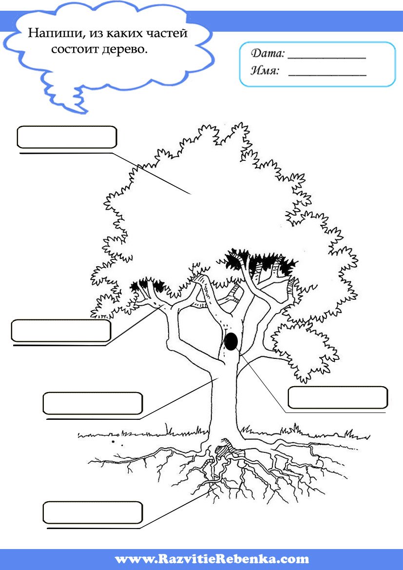 Корни дерева