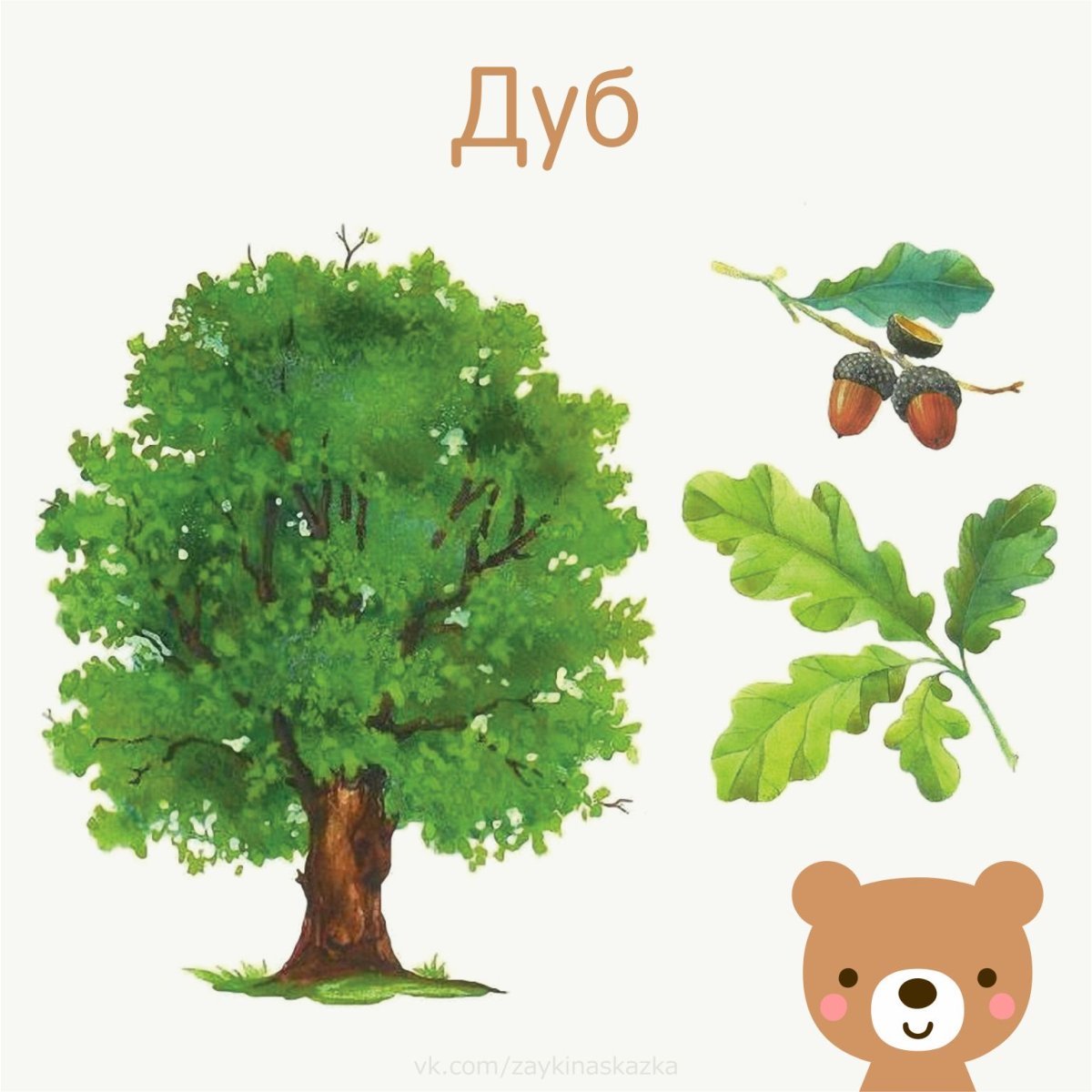 Макет корневой системы дерева