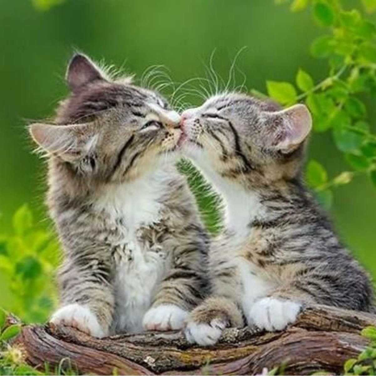 Картинки с любящими котиками. Котики обнимаются. Два кота. Котики целуются. Кот и кошка.