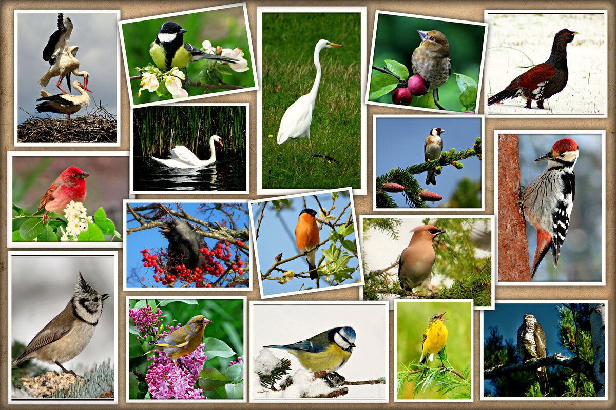 картинки птиц и зверей для детей