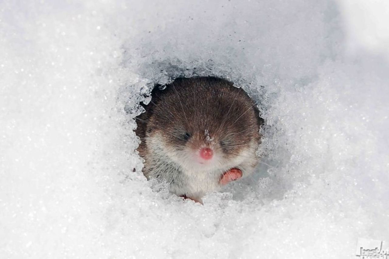 Тихо возится под снегом робкая мышь. Мышка под снегом. Мышь зимой. Мышонок в снегу.