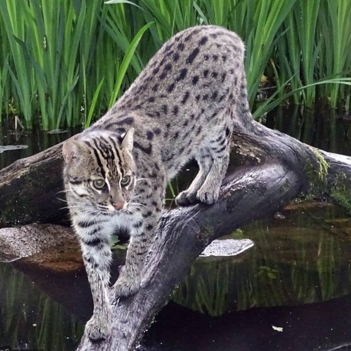 Крапчатый кот-рыболов