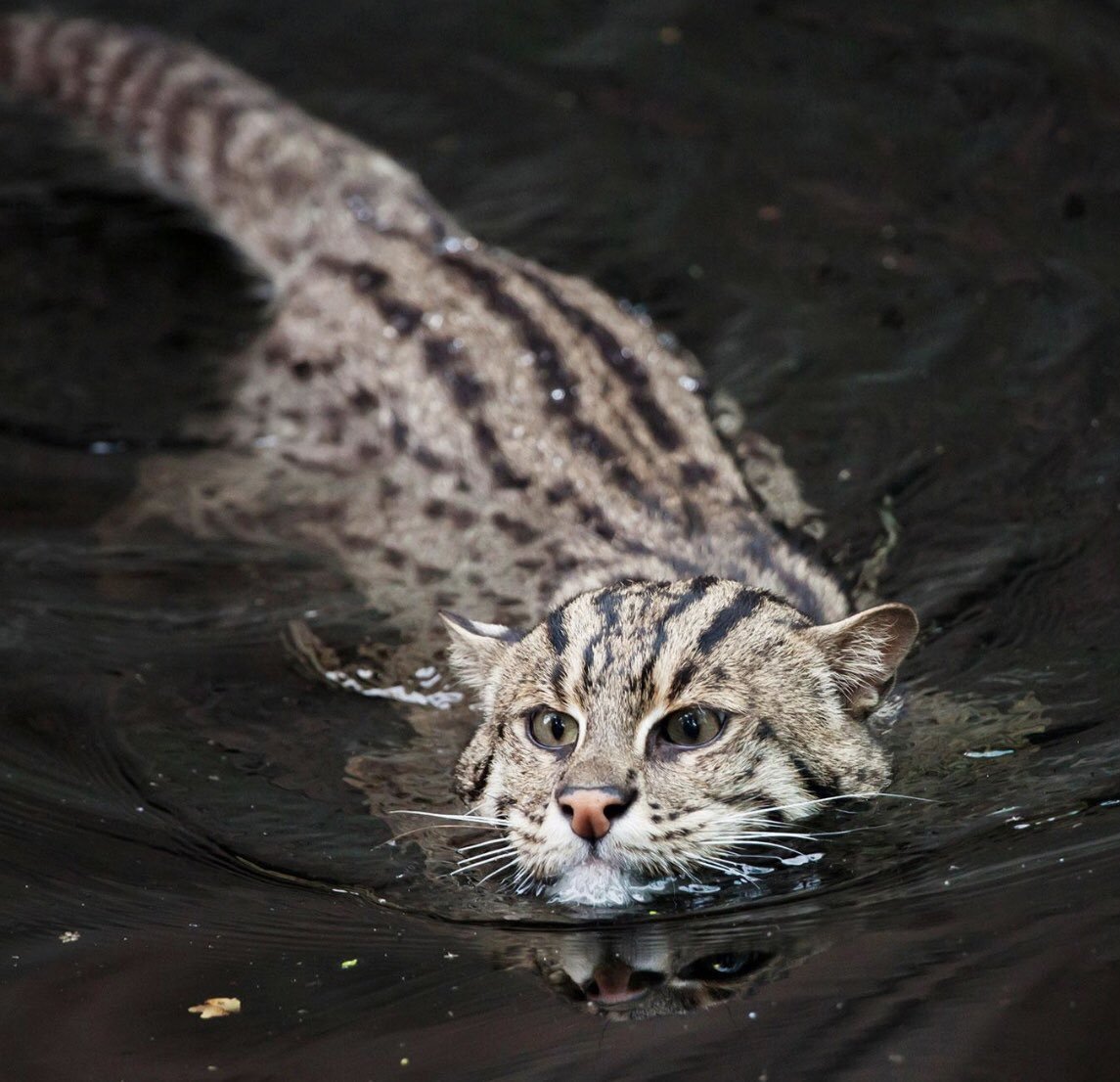 Черноногая кошка