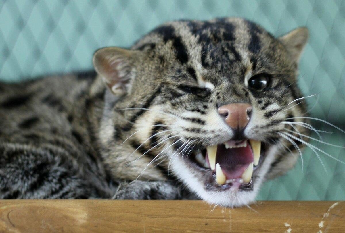 Кошка-рыболов (крапчатая кошка)