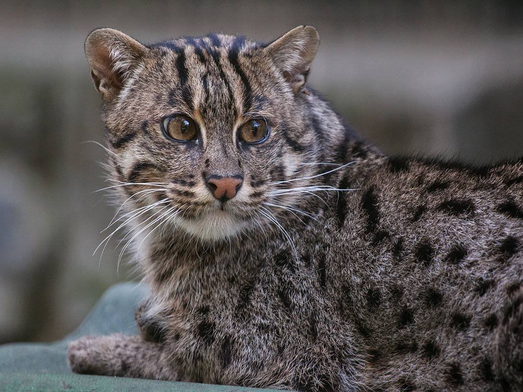 Кошка-рыболов (крапчатая кошка)