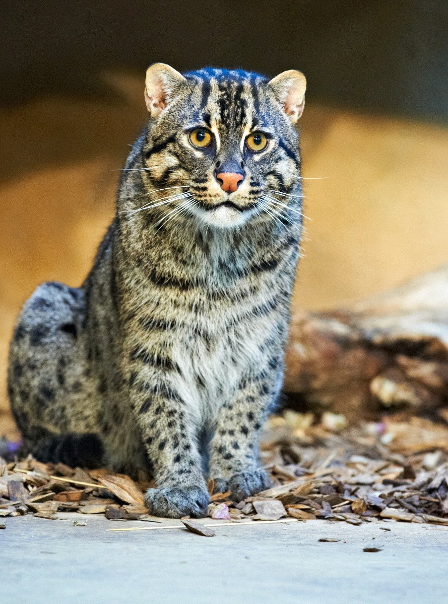 Виверровый кот