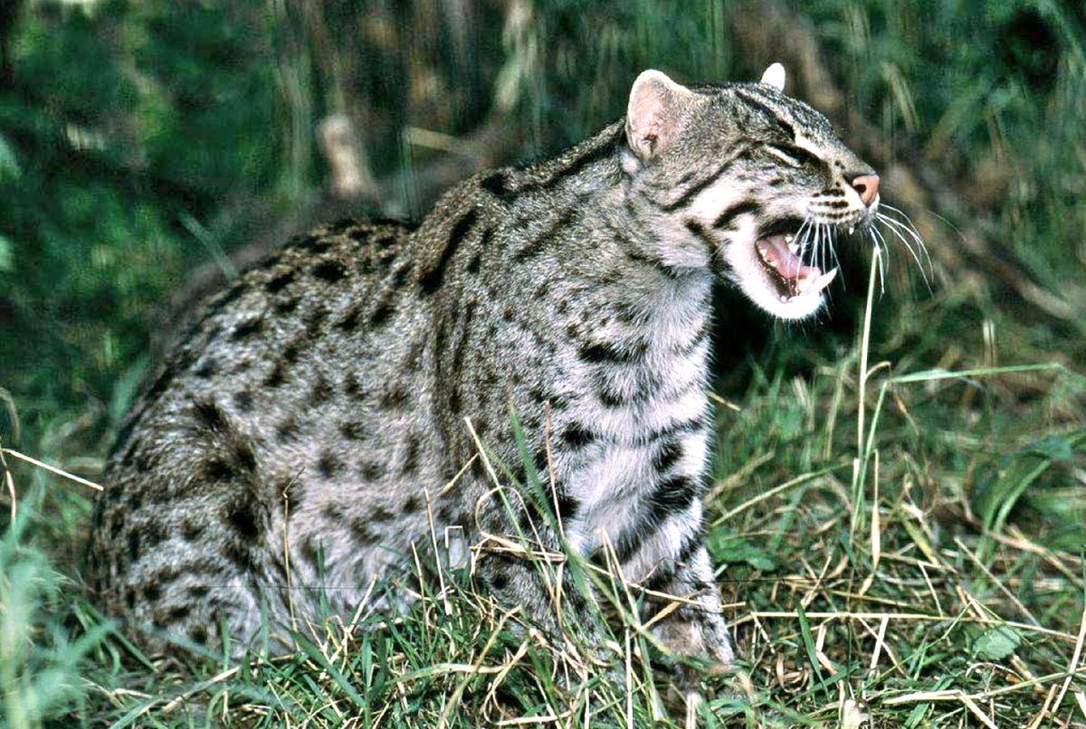 Воблер Щукарь Щукарь пескарь