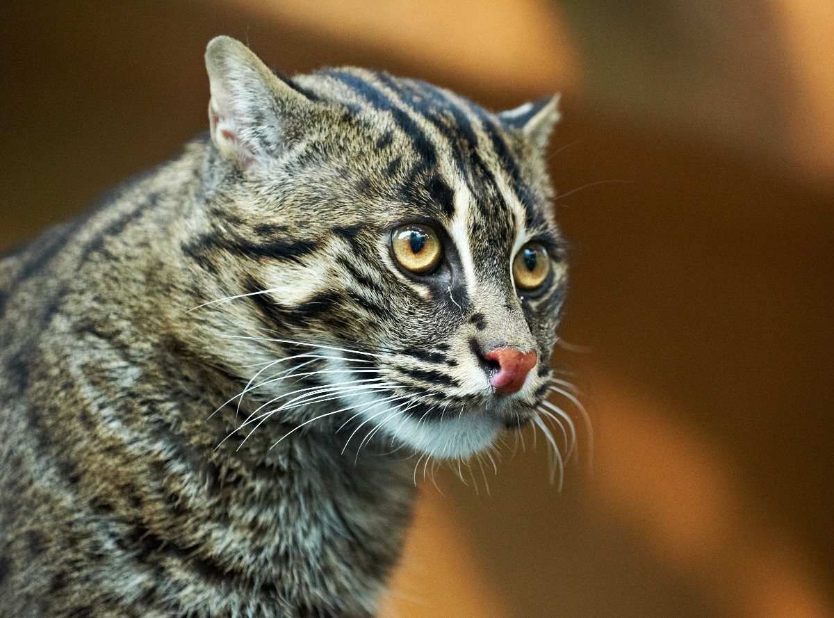 Камышовый кот рыболов