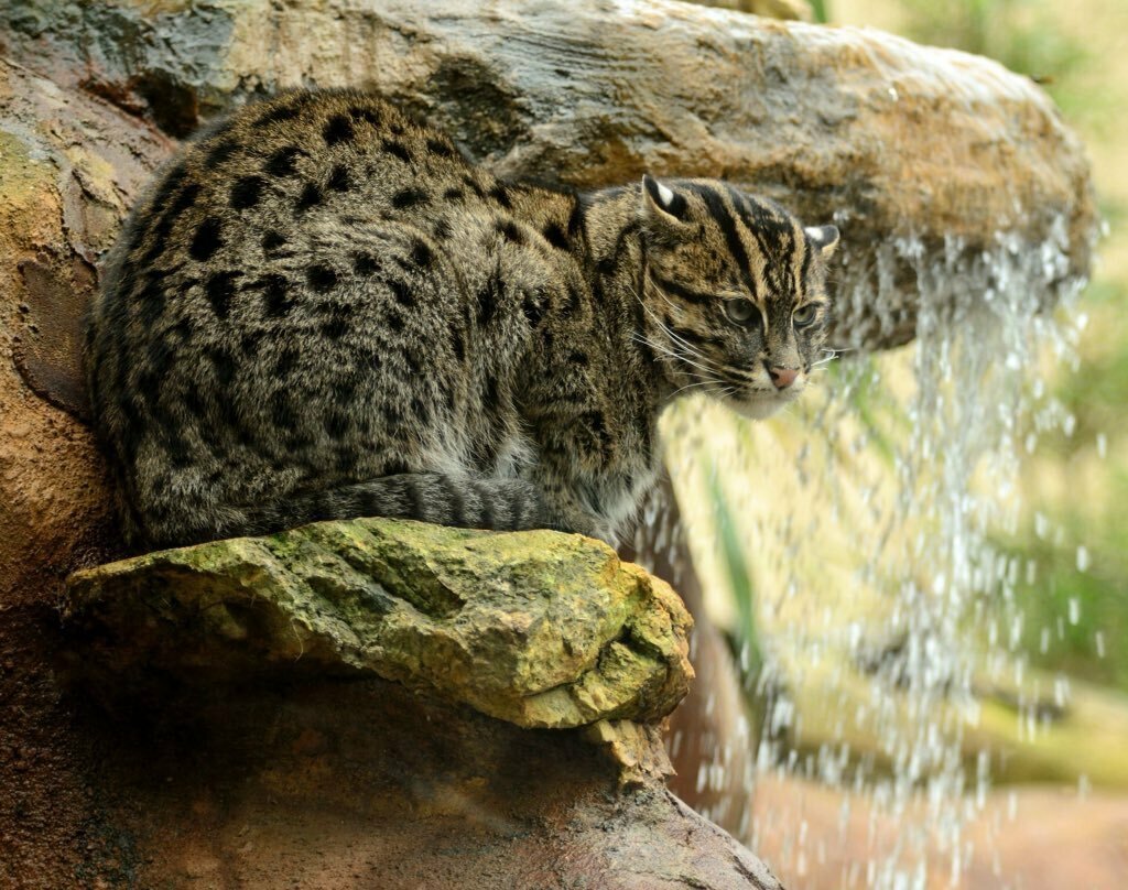 Кот рыболов картинки