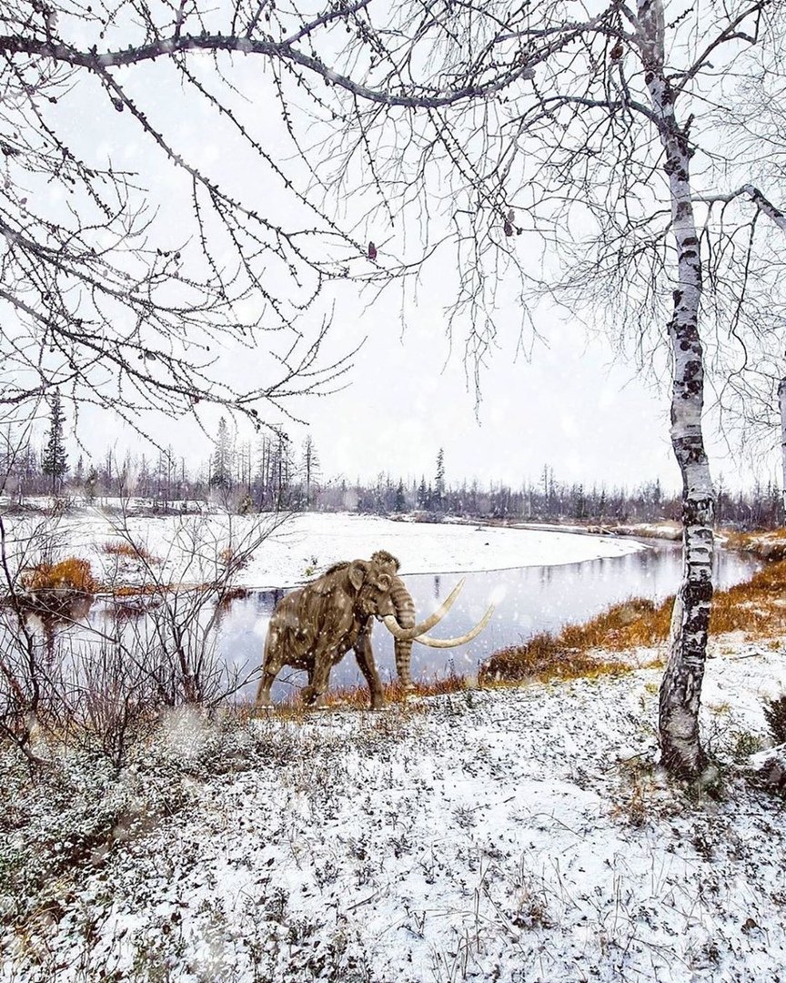 Новый Уренгой животные