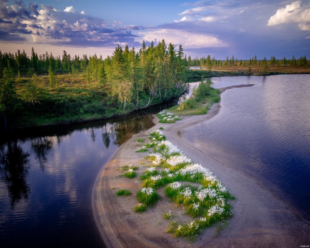 Лесотундра Уренгой