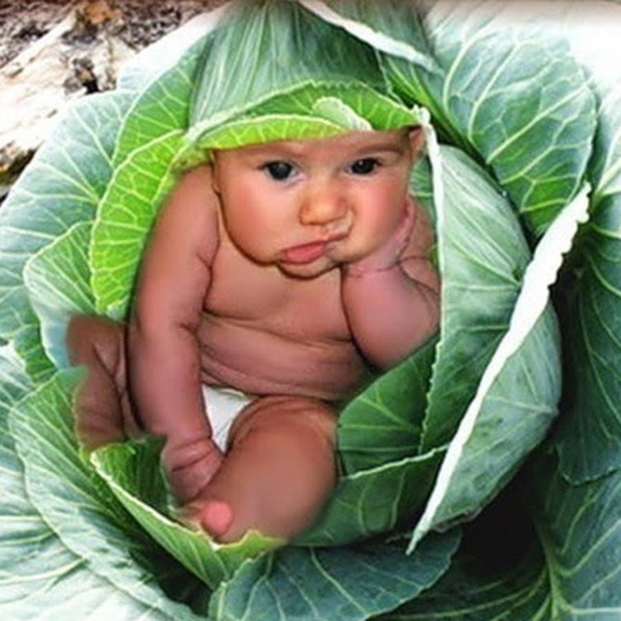 Малыш родился в капусте