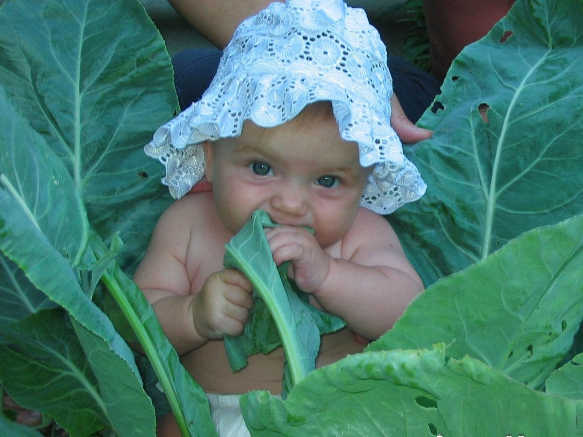 Девочка в капусте
