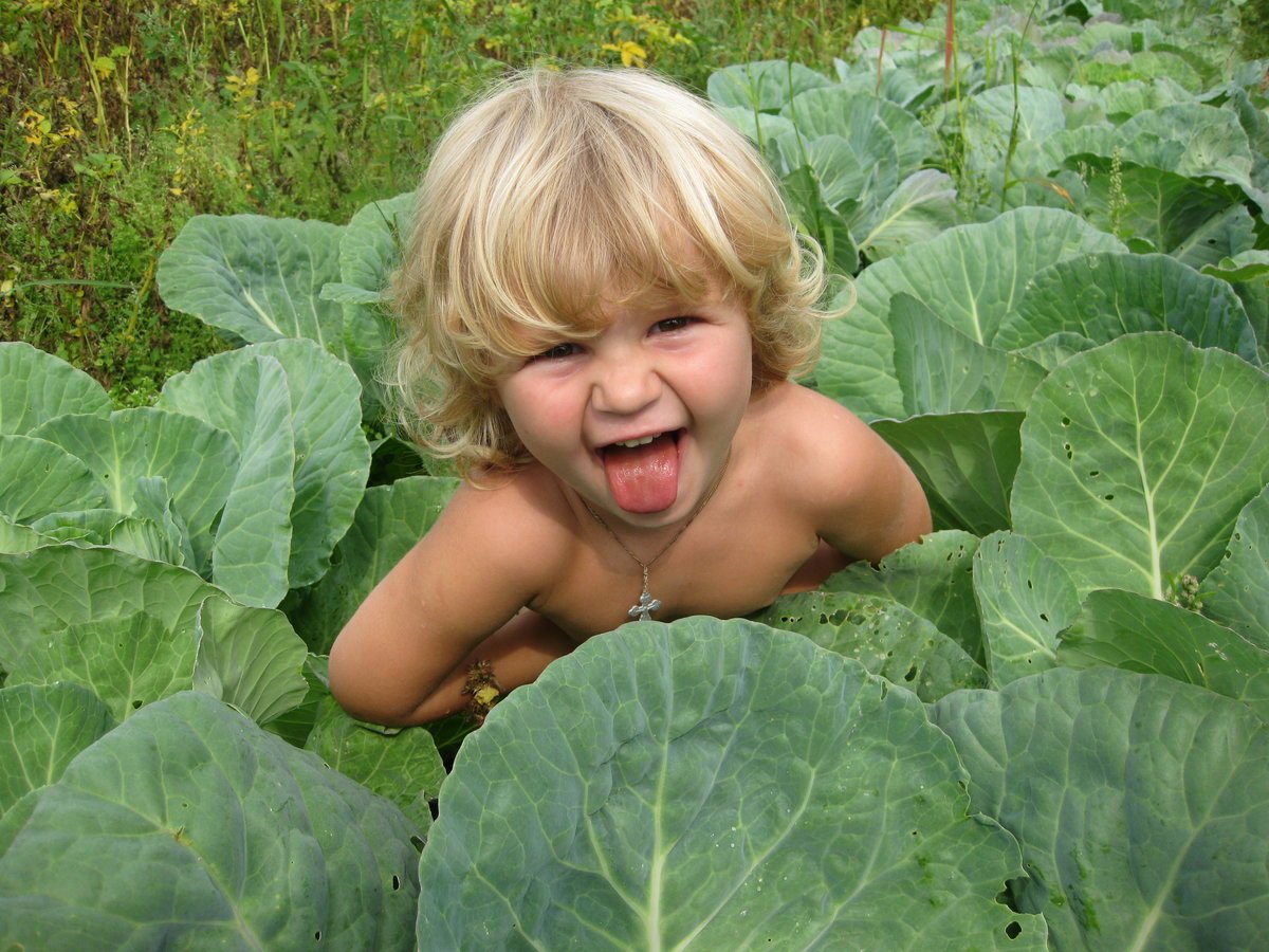 Детский огород с капустой