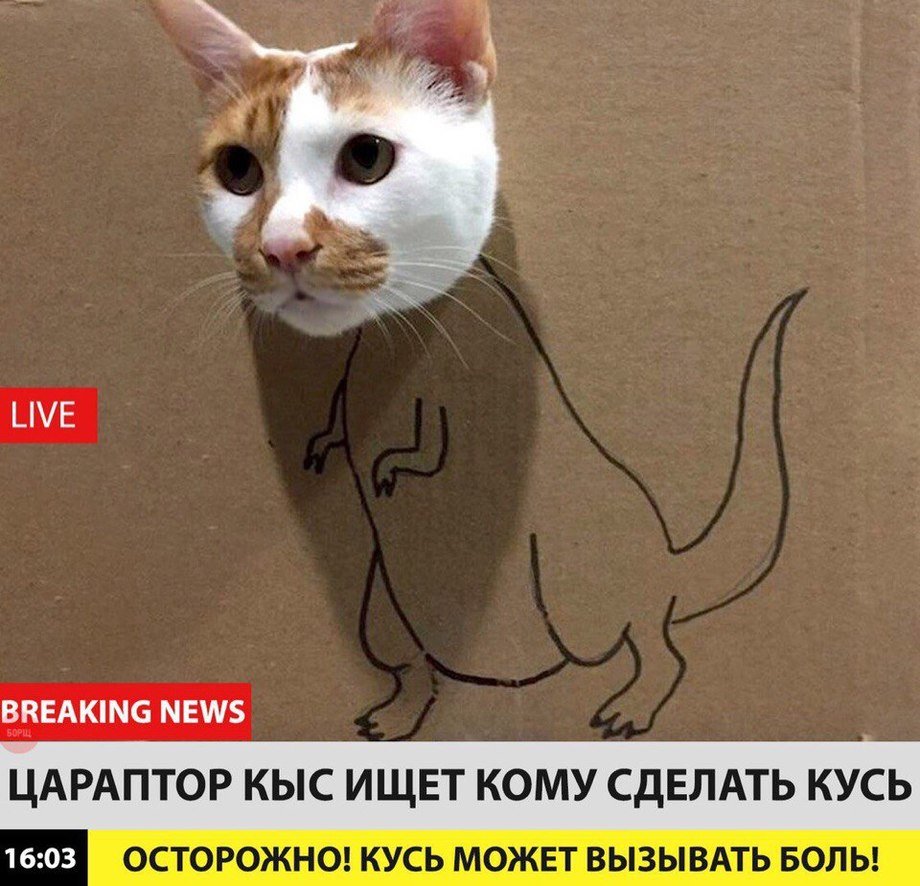 Кот Кусь