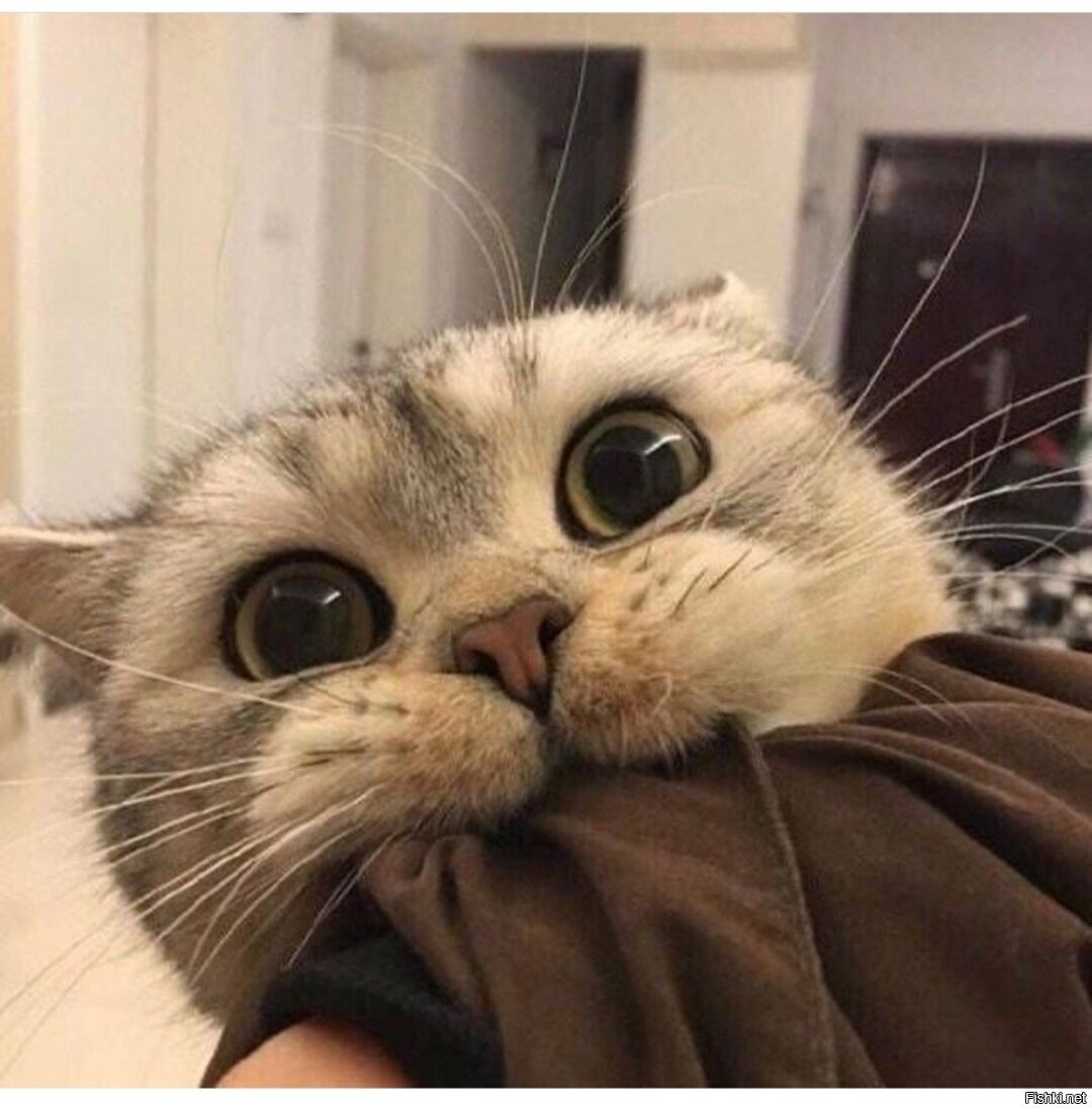 Пикча с котиком