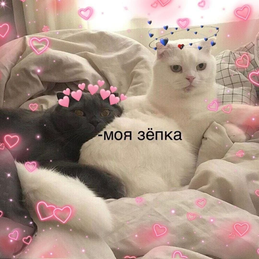 Тьмок котики