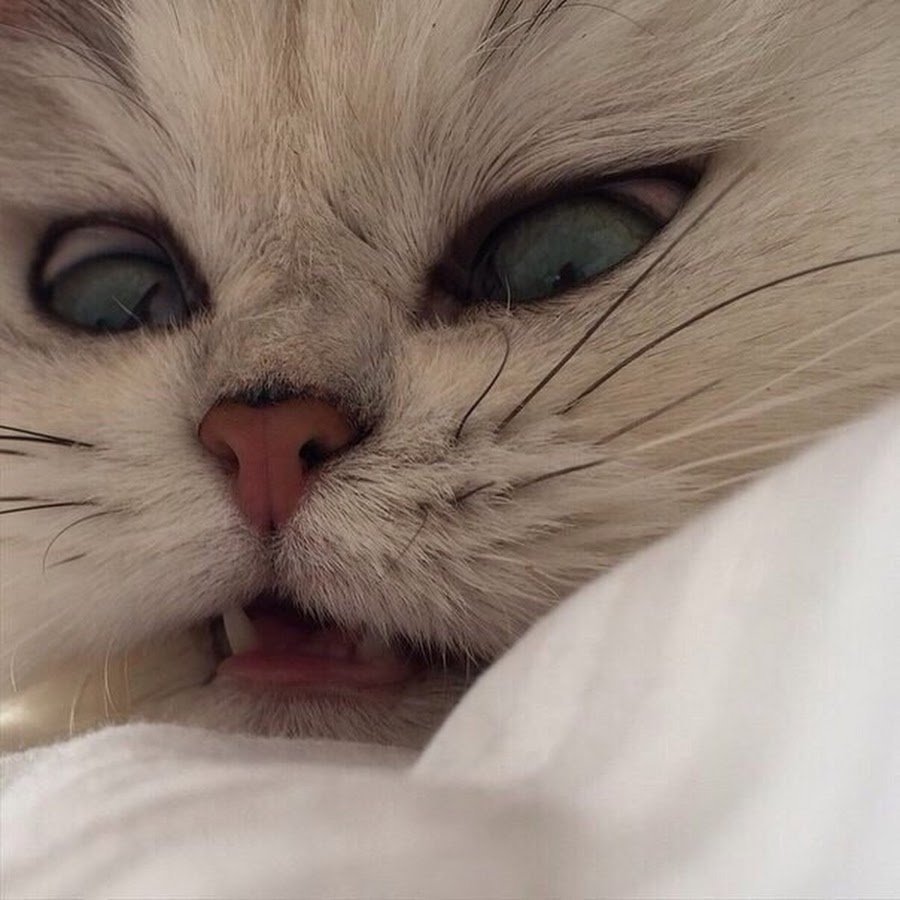 Злой котенок милый