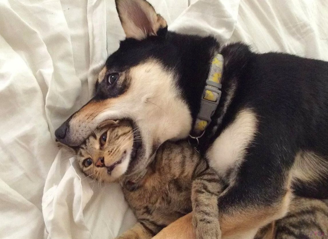 Животные Кусь