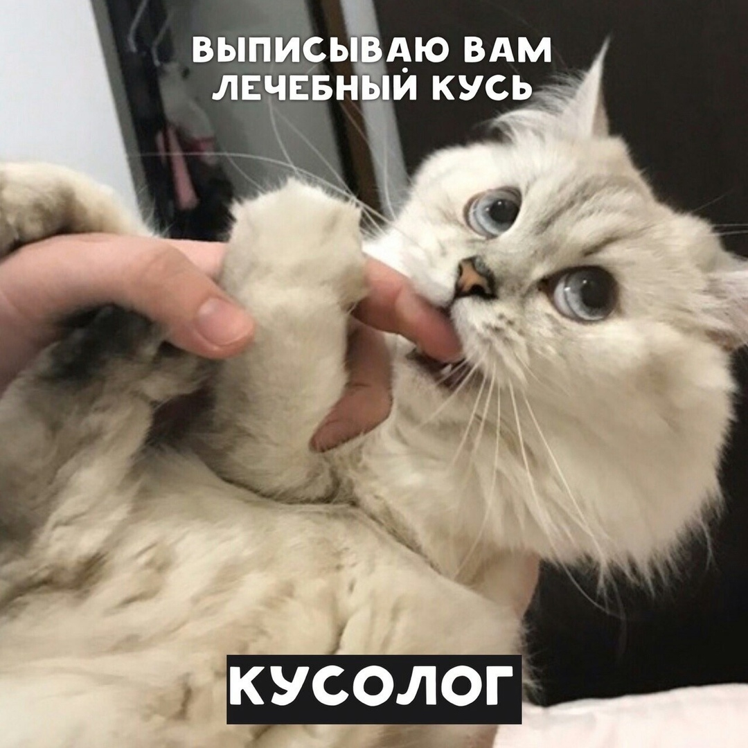 Кусь прикол