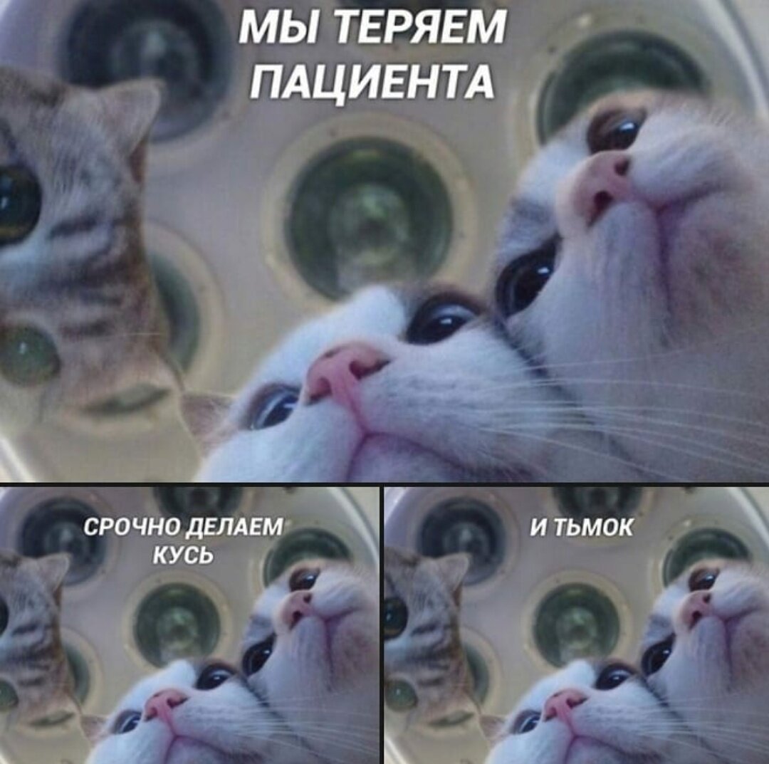 Мемы про Кусь