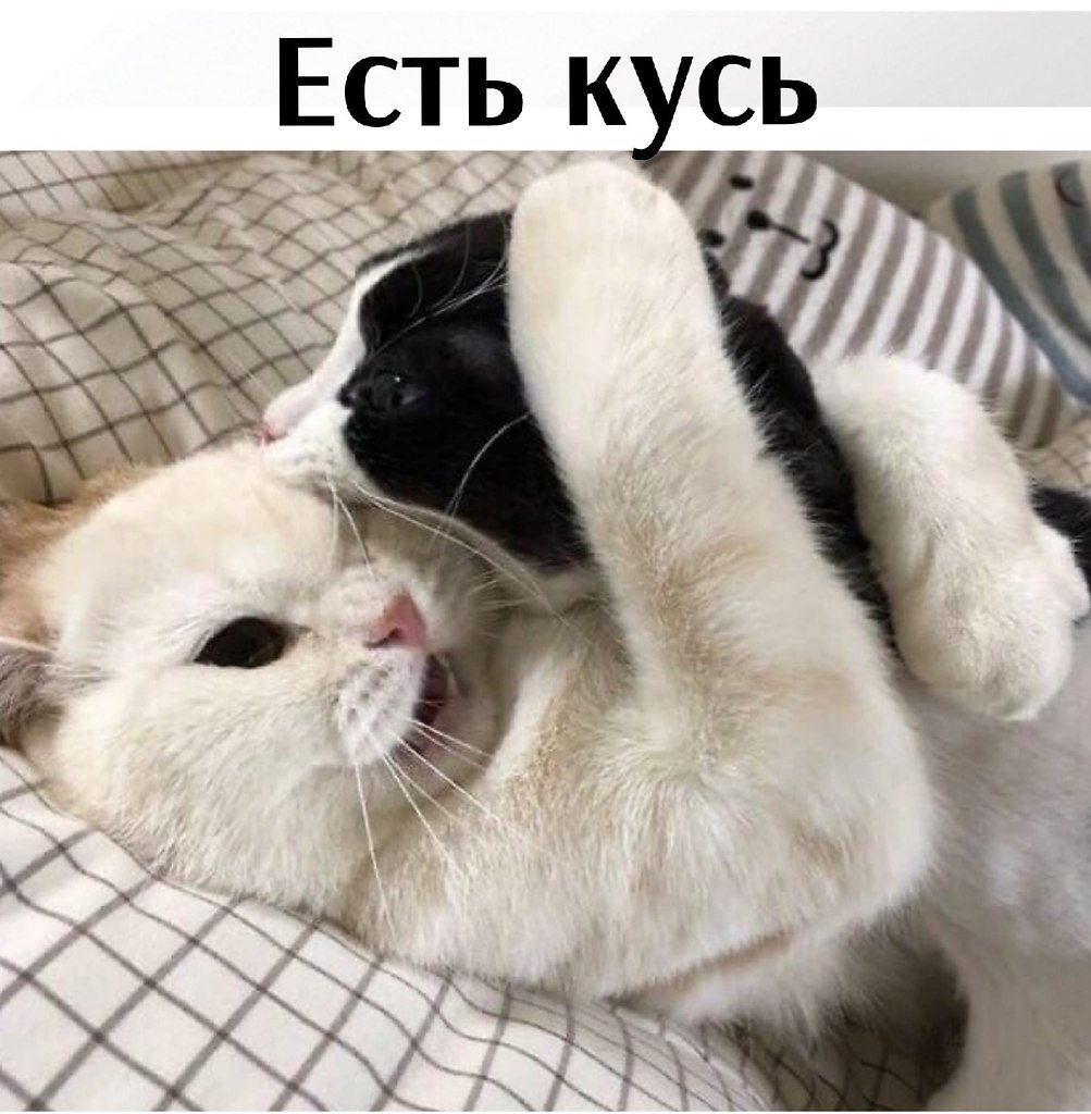 Кошки балованные